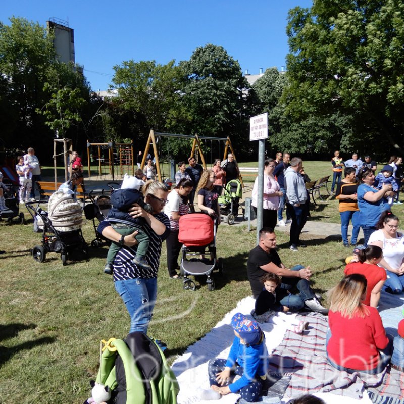 Életfa ültetés a város napján 25